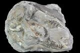 Fossil Fern (Lyginopteris) Plate - Alabama #112703-2